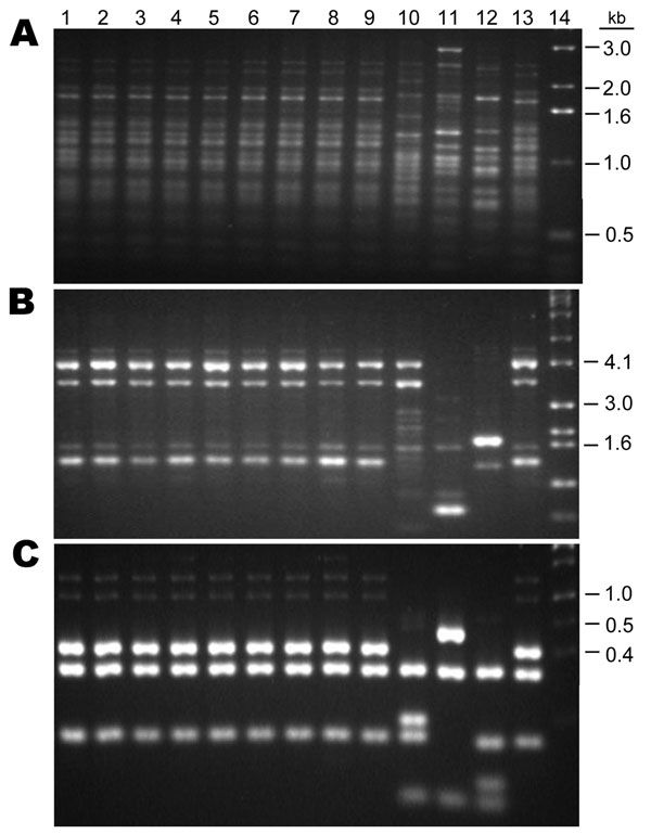 Comparison of the PCR patterns of 9 Chinese Cryptococcus gattii isolates with reference C. gattii strains. A) M13, B) (GACA)4, C) URA5. Lanes: 1–9, Chinese strains; 10, VGIV; 11, VGIII; 12, VGII; 13, VGI; 14, marker. 