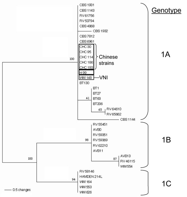 Phylogenetic tree constructed on the partial sequence of intergenic spacer region 1 (IGS)1-5.8S-IGSII region. The tree was computed with PAUP*4 (24) (heuristic search, stepwise addition, random addition sequence, nearest neighbor interchange, 100 maximum trees). Numbers represent bootstrap values of 500 replicates. Sequence data contained a total of 770 characters (747 constant characters; 4 uninformative characters; 19 parsimony informative characters). Gaps were represented as missing data. Each character was treated as an independent, unordered, multiple character of equal weight.
