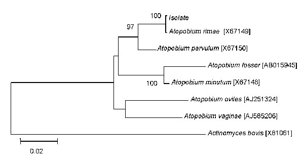 16S rDNA maximum-likelihood phylogenetic tree showing the relationships of a blood isolate with Atopobium species. GenBank accession numbers are indicated in brackets. 16S rDNA sequence of Actinomyces bovis was used as an outgroup. Bootstrap values &gt;90% as indicated at nodes. Scale bar indicates 0.02 substitutions per nucleotide position.