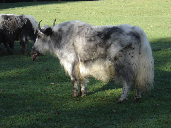 A captive yak infected with bluetongue virus. Tongue is swollen, cyanotic, and protruding from the mouth.