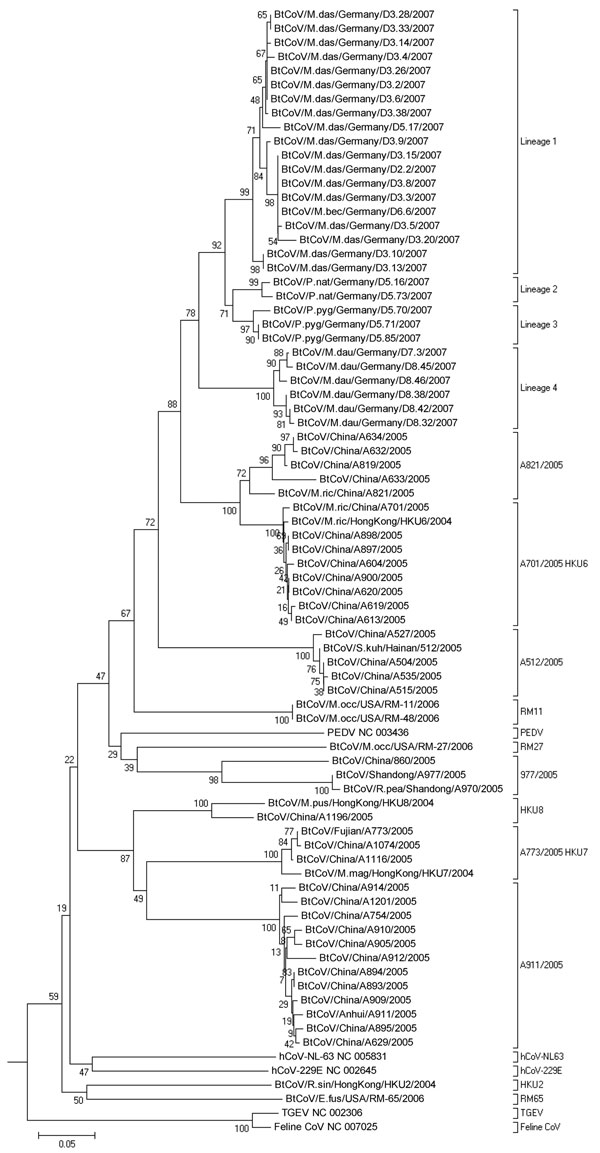 Phlyogenetic analysis of northern German bat coronaviruses (CoV) (lineages 1–4) and related group I CoVs from bats and other mammals. Analyses were conducted in MEGA4 (32), by using the neighbor-joining algorithm with Kimura correction and a bootstrap test of phylogeny. Numbers at nodes denote bootstrap values as percentage of 1,000 repetitive analyses. The phylogeny is rooted with a Leopard CoV, ALC/GX/F230/06 (33). The column on the right shows bat CoV prototype strain names or the designations of type strains of established mammalian CoV species.