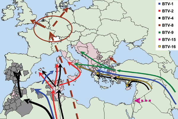 The molecular epidemiology of bluetongue virus (BTV) since 1998: routes of introduction of different serotypes and individual virus strains. *Presence of BTV-specific neutralizing antibodies in animals in Bulgaria, but the presence of BTV serotype 8 cannot yet be confirmed.