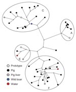 Thumbnail of Maximum-parsimony tree of hepatitis E virus (HEV) sequences detected in pig, wild boar and water samples, based on a 148-nt sequence of open reading frame 2 (nt 6322–6469 of strain M73218). Sources of Dutch sequences and genotype 3 clusters are indicated. Sequences are compared with prototype sequences of different clusters of HEV genotype 3. Prototypes correspond with the following GenBank accession nos.: A) US1, AF060668; C) NLSW105, AF336298; E) UK-swine p354, AF503511; F) G1, AF