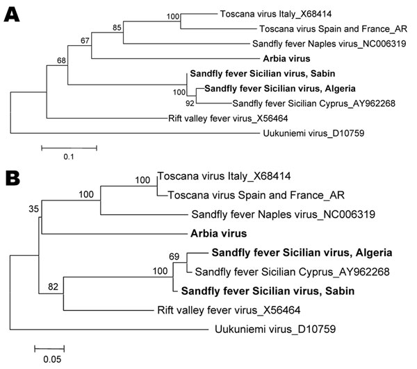 Phylogenetic analysis of Sandfly fever Sicilian virus, Algeria, based on A) 207-nt or B) 67-aa sequence in the polymerase gene. Distances and groupings were determined by the pairwise or Kimura 2-parameter algorithm and neighbor-joining method with the MEGA v2 software program (www.megasoftware.net). Bootstrap values are indicated and correspond to 500 replications. Boldface indicates virus names that correspond to sequences determined in this study. Scale bars indicate pairwise nucleotide distances (0.1 = 10%) and Kimura 2-parameter amino acid distances (0.05 = 5%).