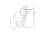 Thumbnail of Phylogenetic analysis of sapovirus capsid nucleotide sequence showing the close relatedness of Taiwan strain Hu/SaV/9-5/Taipei/07/TW to Chiba041413 (genogroup GI/2). The numbers on each branch indicate the bootstrap values for the genotype. Bootstrap values of 95% or higher were considered statistically significant for the grouping. Scale bar represents nucleotide substitutions per site. GenBank accession numbers for the reference strains are as follows (from top): Parkville, U73124; Houston27, U95644; Potsdam, AF294739; Hu/SaV/9-5/Taipei/07/TW, EU124657; Chiba041413, AB258427; Stockholm318, AF194182; Ehime643, DQ366345; Chiba000496F, AJ412800; Sapporo, U65427; Manchester, X86560; SW278, DQ125333; Ehime1107, DQ058829; Arg39, AY289803; NK24, AY646856; Cruise ship, AY289804; C12, AY603425; Mc10, AY237420; Mex340, AF435812; Mc2, AY237419; PEC, AF182760. Boldface indicates the strain isolated in this study.