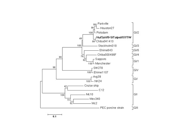 Phylogenetic analysis of sapovirus capsid nucleotide sequence showing the close relatedness of Taiwan strain Hu/SaV/9-5/Taipei/07/TW to Chiba041413 (genogroup GI/2). The numbers on each branch indicate the bootstrap values for the genotype. Bootstrap values of 95% or higher were considered statistically significant for the grouping. Scale bar represents nucleotide substitutions per site. GenBank accession numbers for the reference strains are as follows (from top): Parkville, U73124; Houston27, U95644; Potsdam, AF294739; Hu/SaV/9-5/Taipei/07/TW, EU124657; Chiba041413, AB258427; Stockholm318, AF194182; Ehime643, DQ366345; Chiba000496F, AJ412800; Sapporo, U65427; Manchester, X86560; SW278, DQ125333; Ehime1107, DQ058829; Arg39, AY289803; NK24, AY646856; Cruise ship, AY289804; C12, AY603425; Mc10, AY237420; Mex340, AF435812; Mc2, AY237419; PEC, AF182760. Boldface indicates the strain isolated in this study.