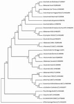 Thumbnail of Dendogram constructed by using the neighbor-joining algorithm, based on a 1,180-bp sequence of the 16S rRNA gene demonstrating the position of the Brazilian strains (Bonito, Cascata, and Hook) within the Leptospira noguchii species. This dendogram summarizes, by bootstrap-based topology, the evolutionary relationship among L. noguchii strains. The bootstrap consensus values are indicated over each root. The initial lowercase letters indicate the respective species to which each stra