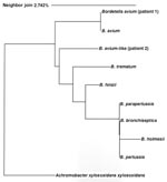 Thumbnail of 16S rRNA dendrogram. Phylogenetic tree of relationships among Bordetella spp. inferred on the basis of aligned 16S rRNA gene sequences from type strains (first 500 bp); a neighbor-joining algorithm with Achromobacter xylosoxidans xylosoxidans is used as an outgroup. B. avium, ATCC35086; B. bronchiseptica, ATCC19395; B. hinzii, ATCC51783; B. holmseii, ATCC51541; B. parapertussis, ATCC15311; B. pertussis, ATCC9340; B. trematum, DSM11334. Scale bar indicates percentage genetic distance