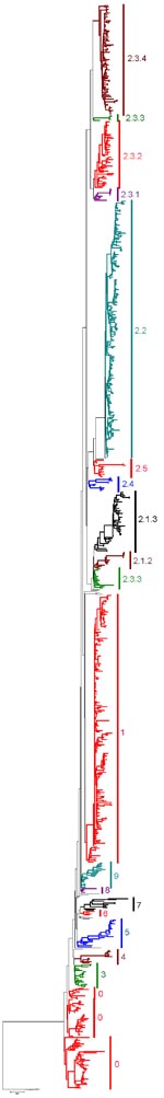 Thumbnail of Neighbor-joining tree of 859 H5N1 isolates constructed by using PAUP* version 4.0b10 (9) with 1,000 bootstrap replicates. The tree was rooted by using the highly pathogenic avian influenza virus (H5N1) strain A/turkey/England/50–92/91, a historical European H5N1 virus closely related to the Gs/GD lineage (10). Clades are color coded with isolates not given a clade designation in light green. Maximum-likelihood trees used for comparison were constructed by using GARLI version 0.951 (