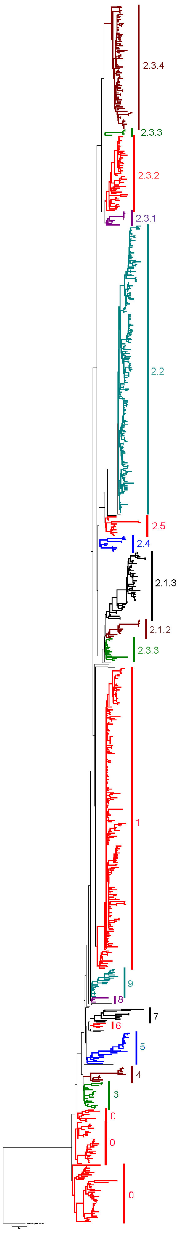 Neighbor-joining tree of 859 H5N1 isolates constructed by using PAUP* version 4.0b10 (9) with 1,000 bootstrap replicates. The tree was rooted by using the highly pathogenic avian influenza virus (H5N1) strain A/turkey/England/50–92/91, a historical European H5N1 virus closely related to the Gs/GD lineage (10). Clades are color coded with isolates not given a clade designation in light green. Maximum-likelihood trees used for comparison were constructed by using GARLI version 0.951 (11). Bayesian