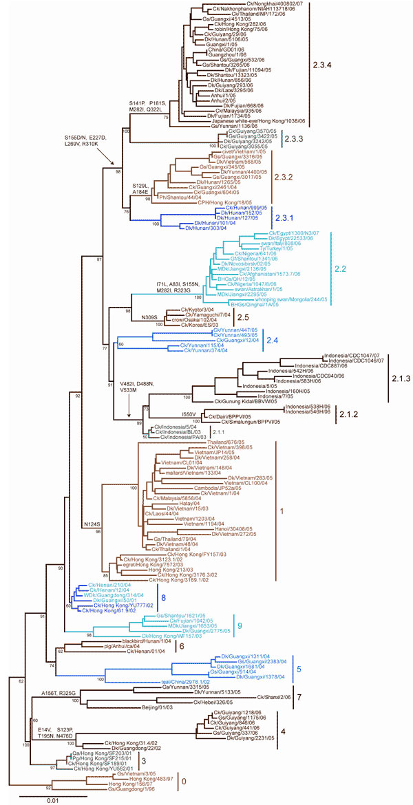 Neighbor-joining tree of 158 H5N1 isolates constructed by using PAUP* version 4.0b10 (9). Estimates of the phylogenies were calculated by performing 1,000 neighbor-joining bootstrap replicates. Distinct amino acid residues shared only by isolates within a particular clade are shown on the line above the clade-defining node when present. Amino acid substitutions represent change relative to Gs/GD/1/96. The small tree was rooted at the clade 0 node for larger scaling. Scale bar represents 0.01-nt 