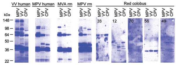 Western blot analysis of Orthopoxvirus (OPV)–reactive antibody responses in red colobus. Western blot analysis was performed to further characterize humoral immune responses against OPV antigens. Purified monkeypox virus (MPV), vaccinia virus (VV), and cowpox virus (CPV) were separated by sodium dodecyl sulfate-polyacrylamide gel electrophoresis, transferred to polyvinylidene difluoride membranes, and probed with plasma from a VV-immune human, MPV-immune human, MVA-immune RM, MPV-immune RM, and 5 representative red colobus. The red colobus animal identification number is shown in the upper left corner of each Western blot for comparison with the ELISA data for the same sample described in Figure 1.