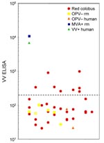 Thumbnail of Detection of Orthopoxvirus (OPV)-reactive antibodies in red colobus. Vaccinia virus (VV)-coated ELISA plates were used to test for antipoxvirus antibodies by endpoint dilution analysis as previously described (7). As positive controls, a representative VV-immune human (VV+ human) at 1 y postvaccination with DryVax (Wyeth Pharmaceuticals, Madison, NJ) and a modified vaccinia Ankara (MVA)-immune rhesus macaque (MVA+ RM) at 2 months post-vaccination with MVA are included for comparison. Negative controls included 2 unvaccinated human participants (OPV- human) and 6 unvaccinated rhesus macaques (OPV- RM). The dashed line indicates the cut-off value for a seropositive antibody response (200 ELISA units).