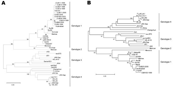 Phylogenetic trees constructed on the basis of A) 240 nucleotides, RdRp region, from open reading frame (ORF) 1, and B) 311 nucleotides from ORF2. Each tree was generated by using the neighbor-joining method; the distance matrix was calculated by using the Kimura 2-parameter method. The robustness of the trees was determined by bootstrap for 1,000 replicates. Values &gt;70% are shown at the nodes. The major branches represent hepatitis E virus genotypes. Scale bar indicates 0.05 substitutions per nucleotide position.