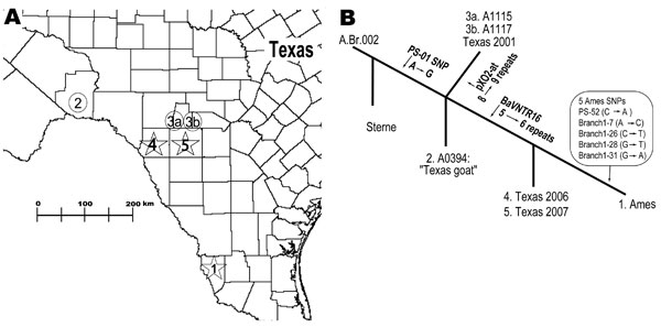 Geographic and phylogenetic relationships among strains closely related to Bacillus anthracis Ames strain. A) Spatial relationships among Ames-like isolates from southern Texas. 1, location of the original Ames strain, isolated from Jim Hogg County, Texas, in 1981; 2, closely related Texas 1997 goat isolate (A0394); 3a and 3b, Texas 2001 isolates; 4 and 5, most recent cases, i.e., Texas 2006 (Kinney County) and Texas 2007 (Uvalde County). B) Genetic relationships among isolates with variable-number tandem-repeat and single-nucleotide polymorphism (SNP) differences giving rise to that particular branch (arrows). The numbers at each branch terminus correlate with the numbers depicted on the map. SNP states are from ancestral to derived.