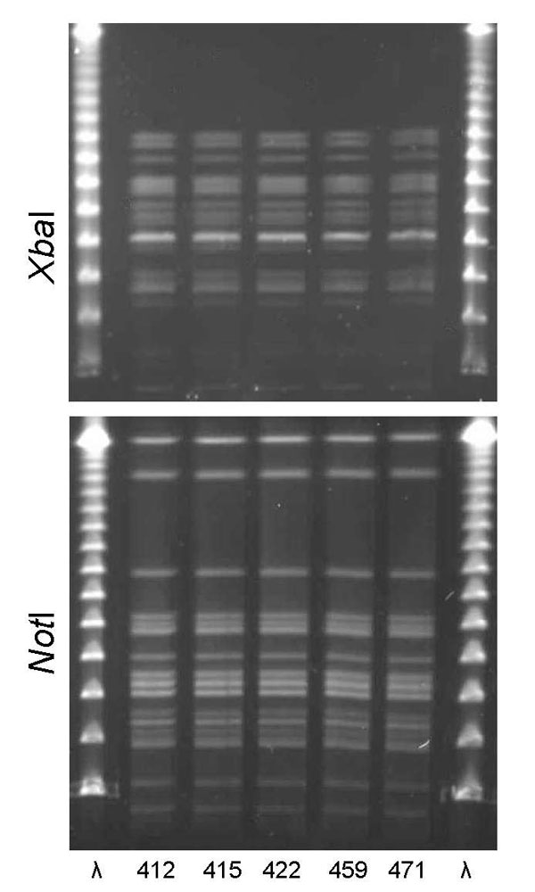 XbaI and NotI pulsed-field gel electrophoresis patterns for clonal group H Escherichia coli isolated from women with urinary tract infections in Montréal, Québec, Canada, 2006. The 5 isolates shown were serogroup O6:H1. First and last lanes, bacteriophage λ.