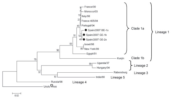 Phylogenetic tree of 18 partial nonstructural protein 5 West Nile virus nucleotide sequences (171 nt for each isolate, except 126 nt available for the Portugal/04 isolate) constructed with MEGA version 4 software (www.megasoftware.net). The optimal tree was inferred by using the neighbor-joining method. The percentage of successful bootstrap replicates (N = 1,000) is indicated at nodes. Evolutionary distances were computed with the Kimura 2-parameter method (with gamma correction). All positions containing alignment gaps and missing data were eliminated only in pairwise sequence comparisons. Branch lengths are proportional to the number of nucleotide changes (genetic distances). Scale bar shows number of base substitutions per site. Isolates sequenced in this study are indicated by solid circles. GenBank accession nos. are as follows: France/00 (AY268132), Morocco/03 (AY701413), Italy/98 (AF404757), France 405/04 (DQ786572), Portugal/04 (AJ965630), Israel/98 (AF481864), New York/99 (DQ211652), Egypt/51 (AF260968), Kunjin (D00246), Uganda/37 (M12294), Hungary/04 (DQ116961), Rabensburg (AY765264), India/80 (DQ256376), Russia/98 (AY277251), and Usutu virus (NC_006551) (outgroup).