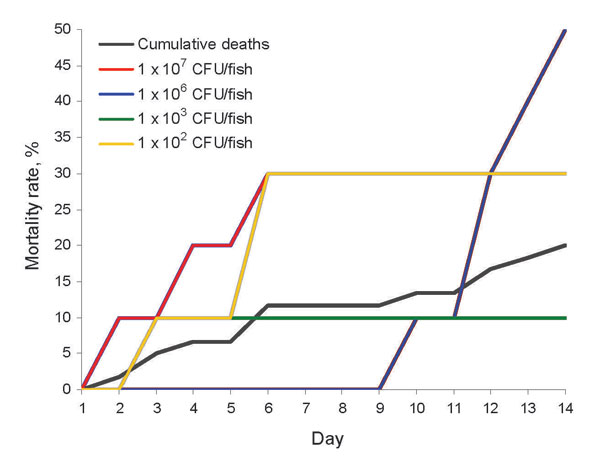 Mortality rates for 60 Nile tilapia at all doses (black line) and 10 tilapia each challenged with a human Streptococcus agalactiae isolate (#510012): 102 (gray line), 103 (green line), 106 (red line), and 107 (blue line) CFU/fish. No deaths occurred at 104 and 105 CFU/fish or in tryptic soy broth controls.