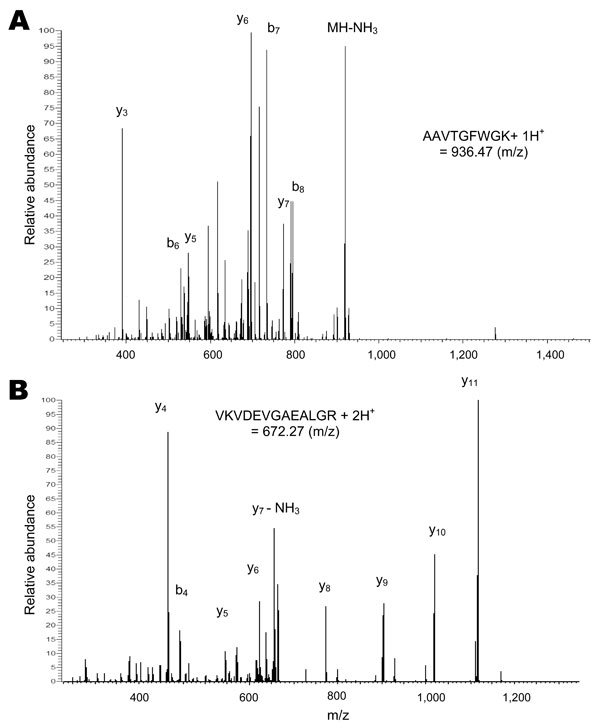 Tandem mass spectra of 2 peptides from sheep hemoglobin β-subunit identified in a nymph of an Amblyomma americanum tick. A) Singly protonated AAVTGFWGK. B) Doubly protonated VKVDEVGAEALGR. The peaks are labeled in the conventional manner: b ions include the N-terminus of the peptide and y ions include the C-terminus, with subscripts indicating the number of amino acid residues in the fragment.