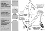 Thumbnail of Contextual determinants and transmission of Japanese encephalitis.