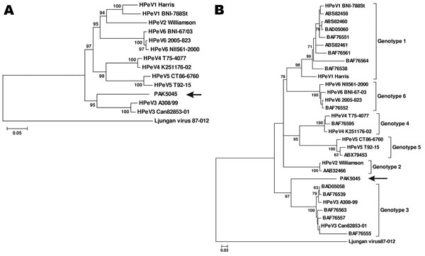 Phylogenetic analysis of PAK5045 virus (arrows) and parechovirus strains based on A) the complete amino acid sequence of P1 region and B) the complete amino acid sequence of viral protein 1 (VP1). All parechovirus sequences were obtained from GenBank, including 13 completely sequenced parechoviruses, human parechoviruses (HPeV) 1 Harris (Q66578), HPeV1 BNI-788St (ABK54353), HPeV2 Williamson(CAA06679), HPeV3 A308/99(BAC23086), HPeV3 Can82853-01(CAI64373),HPeV4 K251176-02 (ABC41566), HPeV4 T75-407