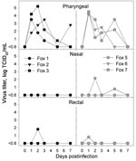 Thumbnail of Infectious virus titers obtained from pharyngeal, nasal, and rectal swabs of foxes infected intratracheally with highly pathogenic avian influenza (HPAI) virus (H5N1) (left, black symbols) or fed chicks infected with HPAI virus (H5N1) (right, gray symbols) at various time points after infection. No virus was isolated from any swabs of the negative-control foxes. TCID50, median tissue culture infectious dose.