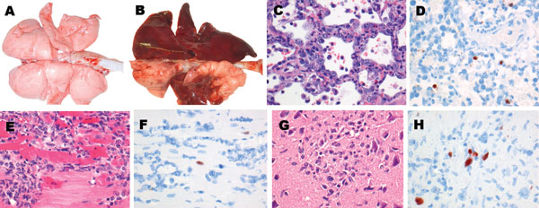Lesions and associated expression of influenza virus antigen in respiratory and extrarespiratory organs of foxes infected intratracheally with HPAI virus (H5N1), at 7 days postinoculation. A) Lungs of control fox sham-inoculated with phosphate-buffered saline. B) Lungs of intratracheally inoculated fox presenting extensive consolidated lesions (darkened areas), characterized by C) diffuse alveolar damage and regeneration (type II pneumocyte hyperplasia) and D) expression of influenza virus antig