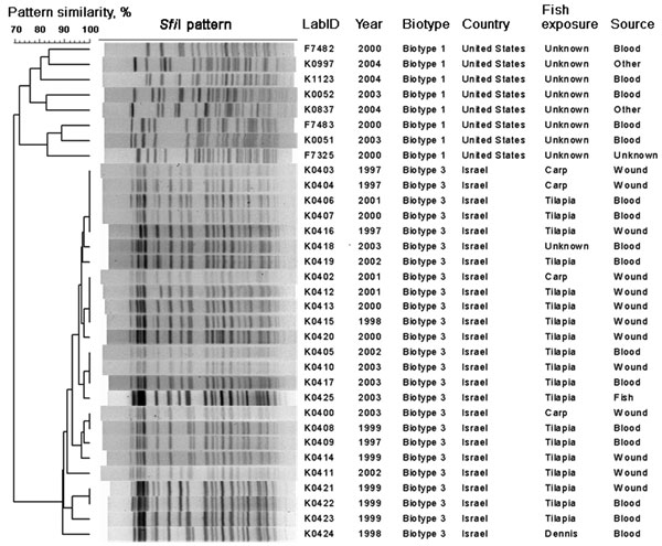 Figure 5&nbsp;-&nbsp;Dendogram comparing pulsed-field gel electrophoresis patterns of 25 Vibrio vulnificus biotype 3 isolates and a reference set of biotype 1 isolates when restricted with SfiI enzyme.