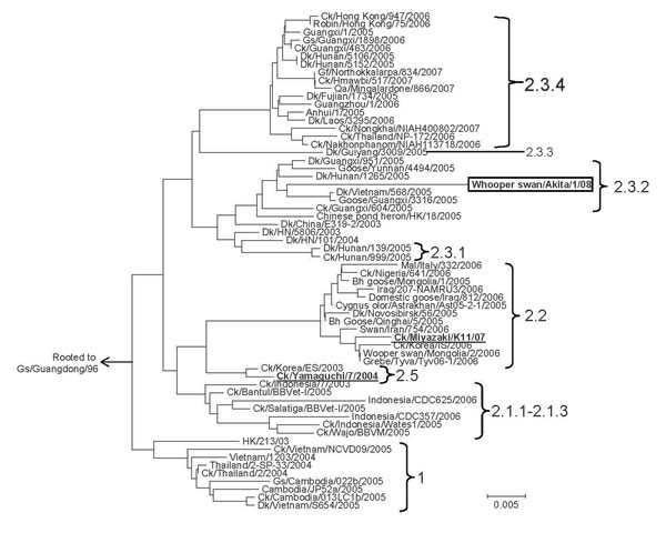 Phylogenetic tree constructed based on the hemagglutinin (HA) 1 region (966 bp) of the HA gene of the highly pathogenic avian influenza viruses (H5N1). Clade designation follows the criteria proposed by the World Health Organization/World Organisation for Animal Health/Food and Agriculture Organization H5N1 Evolution Working Group (8). Representative strains of the previous highly pathogenic avian influenza outbreaks in Japan are in boldface. Scale bar represents number of nucleotide substitution per site.