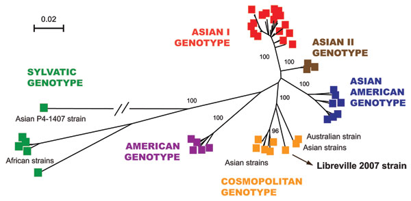 Phylogenetic relationships among dengue-2 virus (DENV-2) isolates based on full-length sequences (10,695 nt). A total of 85 DENV-2 genomes were compared with the human isolate obtained during the Gabon outbreak. Phylogeny was inferred by using neighbor-joining analysis. A neighbor-joining tree was constructed by using MEGA version 3.2 (www.megasoftware.net) with the Kimura 2-parameter corrections of multiple substitutions. Reliability of nodes was assessed by bootstrap resampling with 1,000 repl