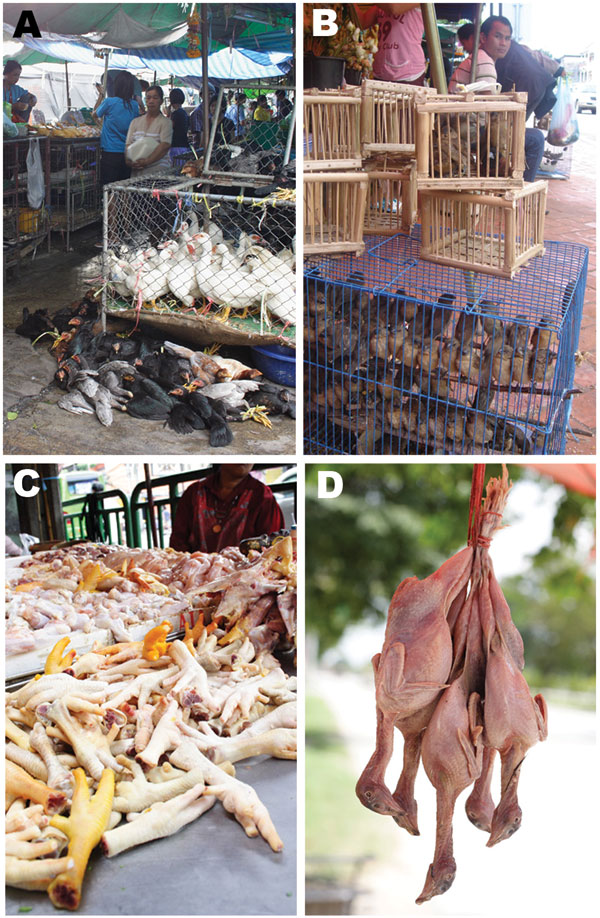 A) Poultry at live bird market; B) house sparrows at live bird market; C) chicken meat at food market; and D) moor hen meat at food market.