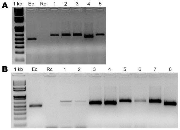 Agarose gel electrophoresis of PCR products amplified with Ehrlichia chaffeensis (Ec) variable-length PCR target primers. Rc, Rickettsia conorii (negative control). The sources of DNA templates used for amplification are Amblyomma parvum ticks collected from different hosts: A) 1–5 humans; B) 1 dog, 2 foxes, 3–6 cattle, 7–8 goats. Variable amplicon size represents different genotypes that result from differences in the number of tandem repeats in the 5′ end of the variable-length PCR target; PCR products’ sizes range from 500 bp to 600 bp.