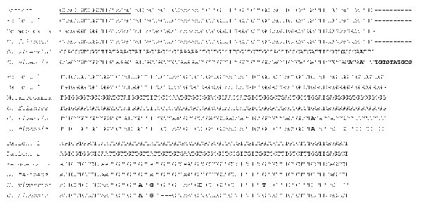 Alignment of the internal transcribed spacer 2 region of rDNA. Patient 1, DNA from eggs of a patient of the August 2007 outbreak; patient 2, DNA from eggs of the patient of the October–November 2007 outbreak; metacercaria collected from a tench (Tinca tinca) from Lake Bolsena (Latium region, central Italy); Opisthorchis felineus, reference DNA from an adult worm of O. felineus from Germany; O. viverrini, reference DNA from an adult worm of O. viverrini from Thailand; C. sinensis, DNA from an adult worm of Clonorchis sinensis from China. Primer sequences are underlined, different bases are in boldface, and gaps are represented by dashes.