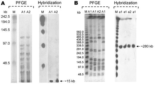Pulsed-field gel electrophoresis (PFGE) patterns of Corynebacterium striatum and their representative hybridizations obtained with probes corresponding to the resistance genes erm(X), tetA-tetB, cmx, and aphA1 (m, lambda ladder PFG marker). A) XbaI (A1and A2 profiles); B) SwaI (a1 and a2 profiles).