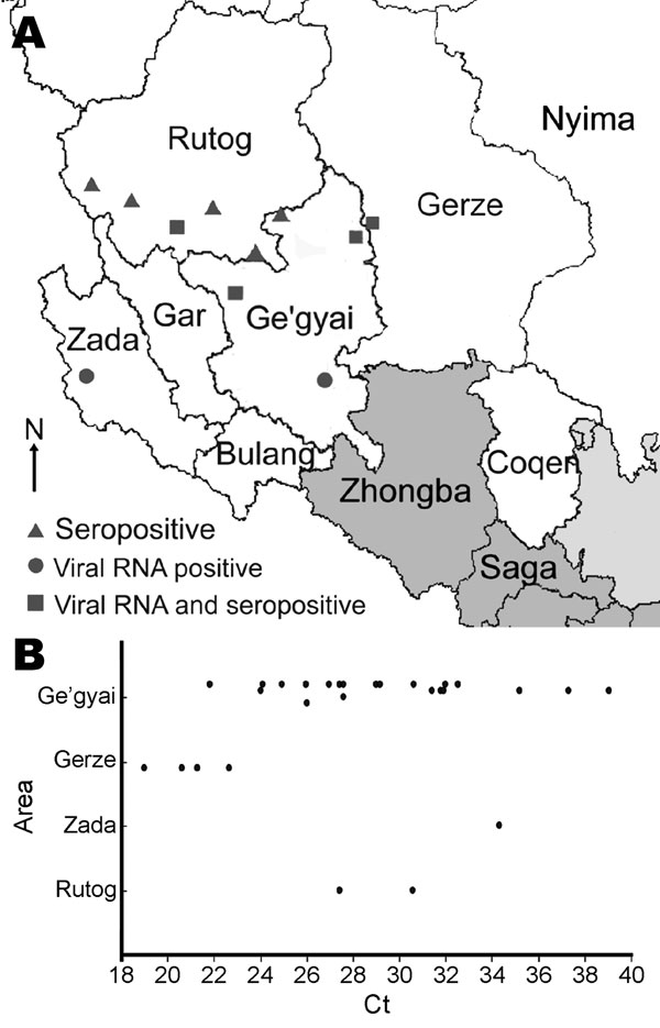 A) Distribution of outbreaks of peste des petits ruminants disease in Tibet, China, 2007. Triangles indicate outbreaks confirmed by ELISA. Circles indicate outbreaks confirmed by reverse transcription–PCR (RT-PCR) and quantitative RT-PCR. Squares indicate outbreaks confirmed by ELISA and molecular methods. B) Cycle threshold (Ct) values (determined by use of q-RT-PCRs on samples) by county.