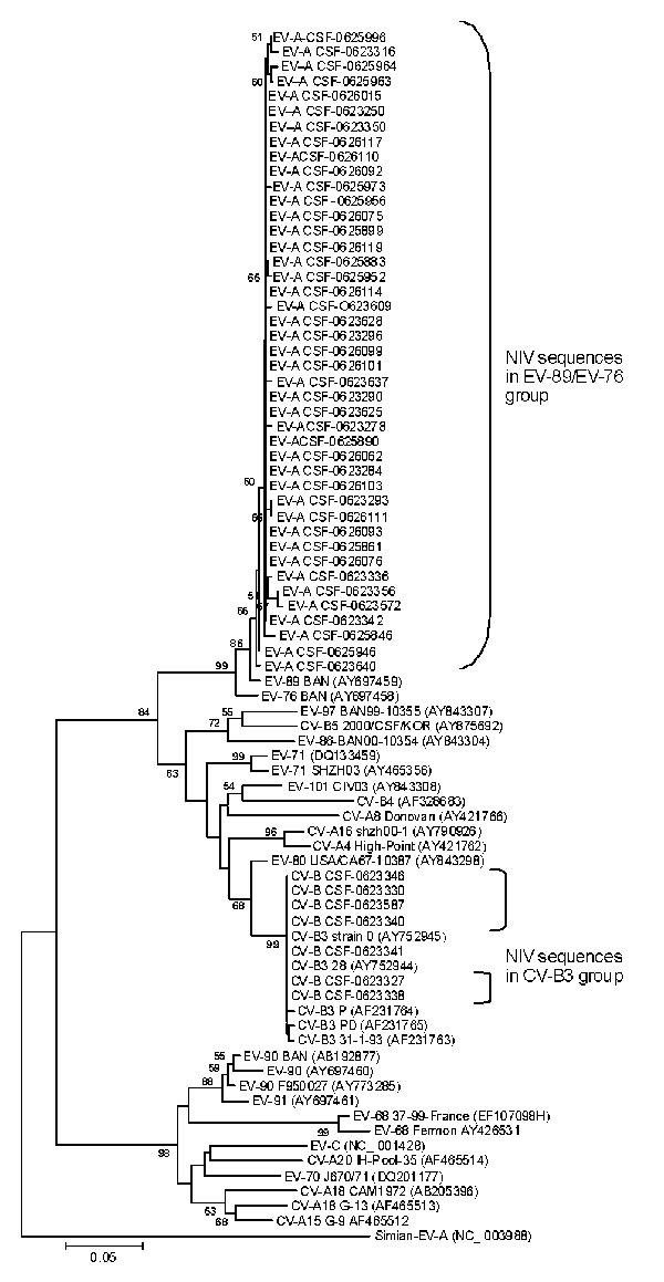 Phylogenetic tree based on partial 5’ noncoding region sequences of enterovirus (EV) genome detected in cerebrospinal fluid samples from encephalitis patients. Specimens are identified by repository serial numbers obtained from the National Institute of Virology (NIV), Pune, India. GenBank accession nos. EU672893–EU762967 indicate the nucleotide sequences of EV strains of the present study. Scale bar indicates nucleotide substitutions per site. EV, enterovirus; CSF, cerebrospinal fluid; CV-A, co