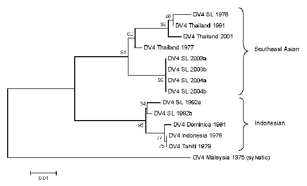 Phylogram of dengue serotype 4 viruses (DENV-4) from Sri Lanka (SL), 1978–2004, and other DENV-4 viruses. The tree is based on a 296-bp for positions 787–1083 coding for portions of premembrane and envelope proteins. The tree was constructed as described in Figure 4 and rooted by using a sylvatic DENV-4 strain. Classification and naming of different DENV-4 genotypes is based on the report by Rico-Hesse (5). Scale bar represents number of base substitutions per site.