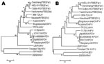 Thumbnail of Phylogenetic analysis of the PrM-E (A) and nonstructural protein 5 (B) gene sequences of Nanjianyin virus isolated from Yunnan Province, China. Phylogenetic analyses were performed by the neighbor-joining method with MEGA version 3.1 software (www.megasoftware.net). Bootstrap probabilities of each node were calculated with 500 replicates. Scale bars indicate number of nucleotide substitutions per site. Abbreviations and GenBank accession numbers are as follows: tick-borne encephalit