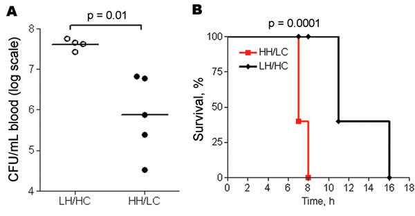 Murine toxic shock model (high inoculum). Groups of 5 mice were inoculated intraperitoneally with 5–7 × 107 CFU of low hemolytic (LH)/high encapsulation (HC) or high hemolytic (HH)/low encapsulation (LC) group B streptococcal isolates per mouse. A) Level of bacteremia assessed after 6 h. Horizontal lines indicate the median. B) Kaplan-Meier survival plot.