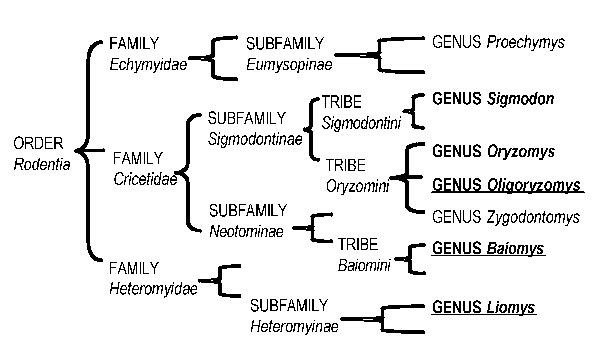 Relatedness of 7 wild rodent genera that have been experimentally evaluated for suitability as amplifying hosts in enzootic transmission cycles of Venezuelan equine encephalitis virus. The 5 genera included in this study are presented in boldface; the 3 novel genera are underlined.