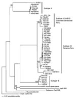 Thumbnail of Neighbor-joining phylogenetic tree of Venezuelan equine encephalitis virus complex based on partial sequence of the envelope glycoprotein precursor segment. The strain isolated from the 3-year-old boy with upper gastrointestinal bleeding, Jeberos, Peru, January 2006, is shown in boldface. Numbers indicate bootstrap values.