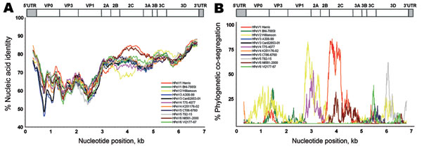 Nucleic acid identity with known parechoviruses. The near full-length genome of the new parechovirus BR/217/2006 was analyzed with SimPlot software (http://sray.med.som.jhmi.edu/SCRoftware/simplot) using a 600-bp sliding window and a step size of 10. Because of partially incomplete 5′ untranslated (UTR) region GenBank reference sequences, an approximate 400 nucleotides had to be cut from the 5′ end of all genomes. HPeV, human parechovirus. A) Nucleic acid identity, per analysis window, for strai