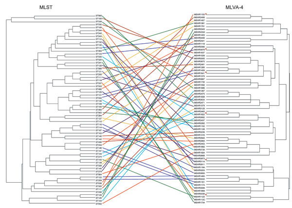 Comparison of multilocus sequence typing (MLST) and 4-locus multilocus variable number tandem repeat analysis (MLVA-4) dendrograms for 65 Burkholderia pseudomallei isolates. MLST sequence type (ST) is shown for each isolate, with the corresponding isolate number listed for the MLVA-4 profile and shown by the colored lines. The red asterisks indicate 6 isolates that represent diversity of MLVA-4; these isolates were used to calibrate the dendrogram in Figure 3.