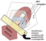 Thumbnail of Purse string–like tactic with progressive elimination (17). Numbers represent successive oral rabies vaccination (ORV) zones that attempt to roughly encircle and shrink the baited area, exclude virus incursion from outside, and lead to a maintenance zone that prevents reintroduction of the disease after the current population matures and vaccination effects are lost. Potential savings are assumed to occur within the ORV areas and for assumed distances beyond the outer zone. The rectangle bordering the rabies source (i.e., 5) highlights an area of enhanced surveillance, possible point infection control (PIC)/trap–vaccinate–release (TVR) activities, or an ORV zone intended to deter future reemergence of the virus.