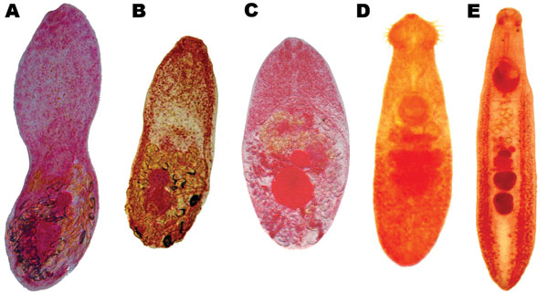 Adult trematodes recovered from domestic animals in Nghe An Province, Vietnam. A) Haplorchis taichui; B) H. pumilio; C) H. yokogawai; D) Echinochasmus japonicus; E) Echinostoma cinetorchis.