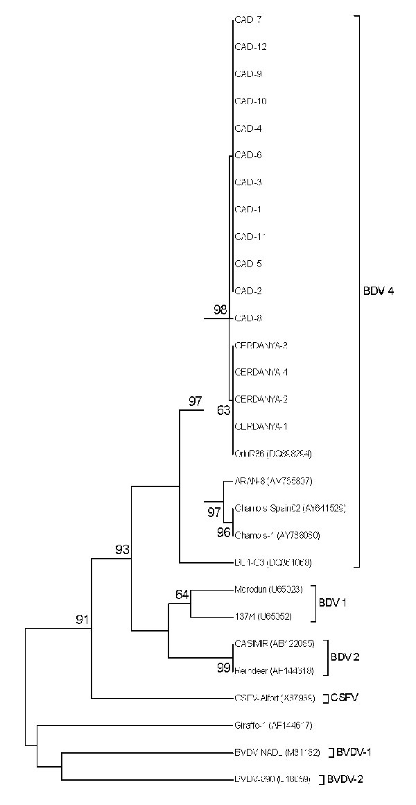 Unrooted neighbor-joining phylogenetic tree based on the 5′ untranslated region sequence among pestiviruses isolated from chamois, Spain. Chamois strains were enclosed in a differentiated group into border disease virus 4 (BDV-4). Numbers on the branches indicate percentage bootstrap values of 1,000 replicates. Numbers on the right in parentheses indicate GenBank accession numbers. CSFV, classical swine fever virus; BVDV, bovine viral diarrhea virus.
