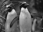 Thumbnail of Macaroni penguins (Eudyptes chrysolophus). Photo by Jonas Bonnedahl.