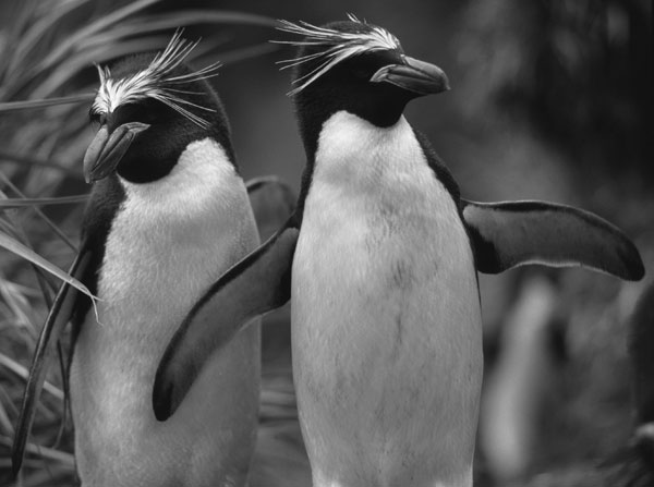 Macaroni penguins (Eudyptes chrysolophus). Photo by Jonas Bonnedahl.