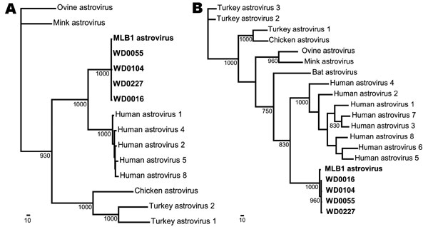 Validation of screening primers SF0073 and SF0076. Primers SF0073 and SF0076 were tested on stool filtrate made from the original AstV-MLB1-positive stool (lane 2) as well as a Human astrovirus 1-positive stool specimen (lane 3) using the QIAGEN One-Step reverse transcription-PCR (RT-PCR) Kit (QIAGEN, Valencia, CA, USA) as described in the text. The products were visualized by electrophoresis on a 1.2% agarose gel. The expected size of the RT-PCR product generated with these primers is approxima