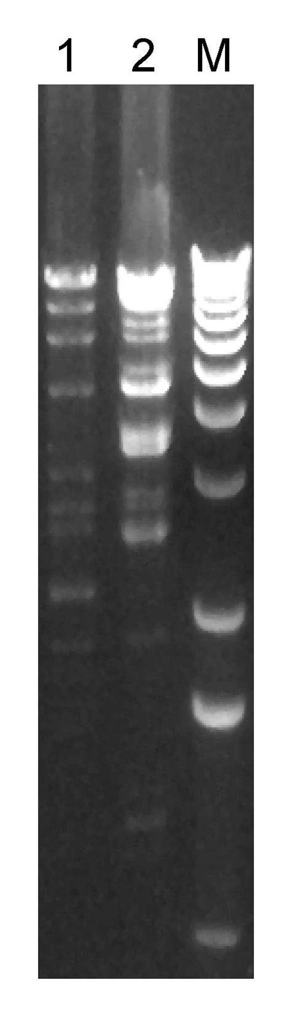 Restriction enzyme (HindIII) digest of plasmids prepared from vancomycin-resistant Staphylococcus aureus (VRSA) isolates from 2 patients in Michigan, USA, 2007. Each lane is labeled with the VRSA isolate number; lane M, 1-kb molecular marker.